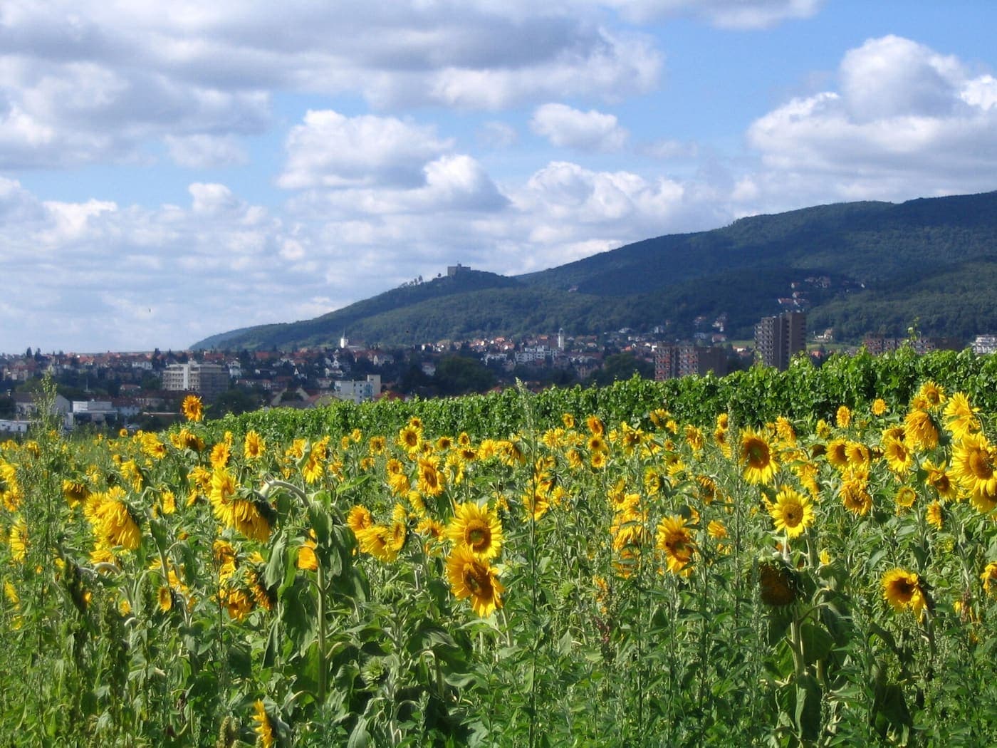 Neustadt an der Weinstraße – Umzugsunternehmen M+M Umzüge