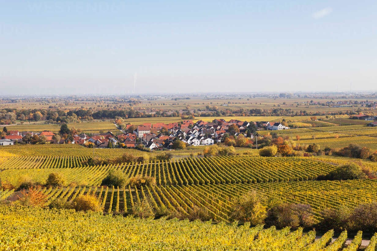 Weinberge an der Deutschen Weinstraße in der Pfalz